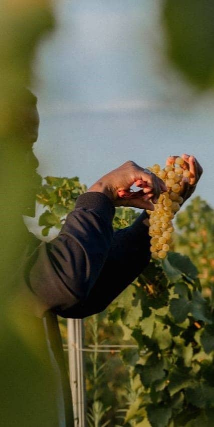 talent1_image2_vineyard.jpg